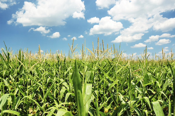 Green corn stalks with blue sky and fluffy clouds